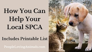How You Can Help Your Local SPCA | List of Things to Donate | Animal Rescues | Animal Shelters #spca
