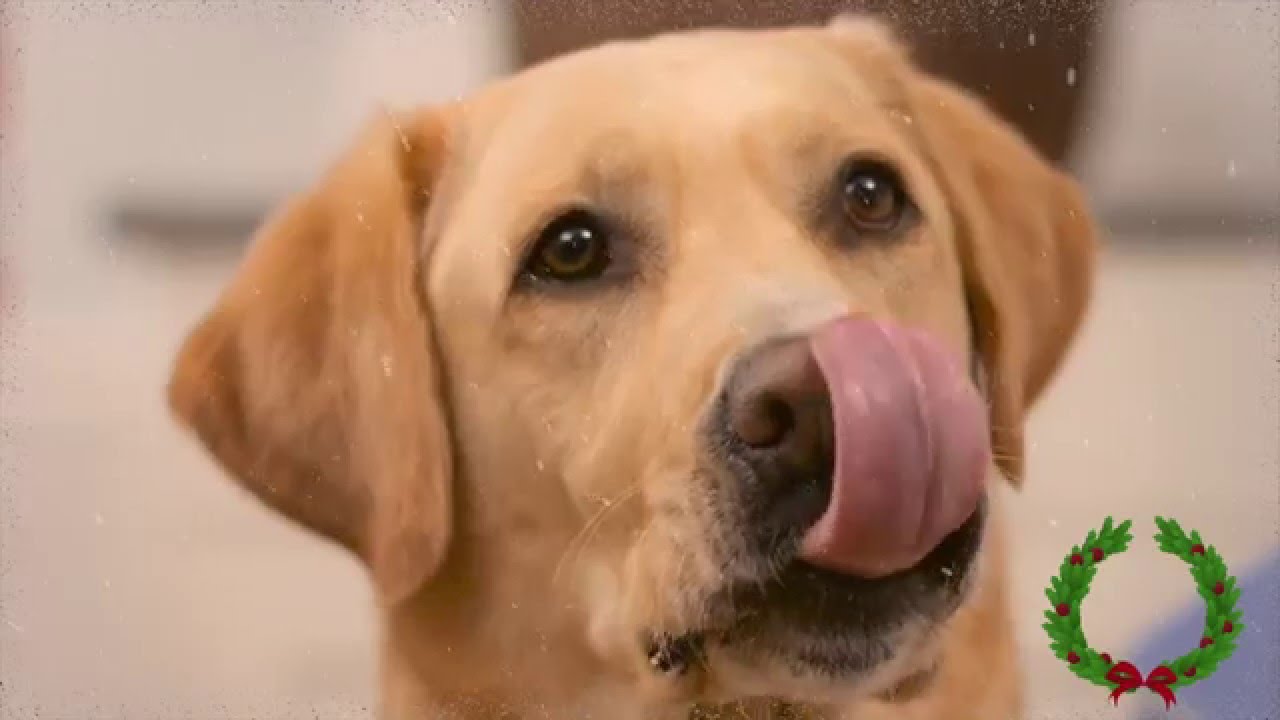 ReelPaws Holidays 2015