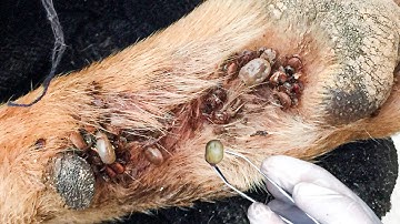 Protect Your Dog From Many Ticks Attacking - How We Can Remove All Ticks From Poor Dogs