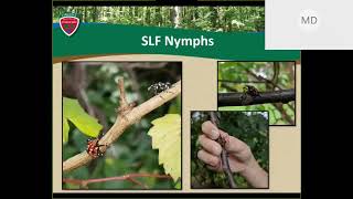 A new pest: The spotted lanternfly