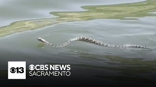 Officials warn of rattlesnake risks at Folsom Lake this holiday weekend