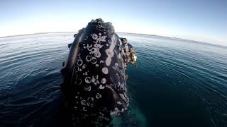 Humpback Whales Spyhopping