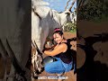 Pure Farm Life 🐄 | Fresh Milk in Minutes #cow #farmlife #rurallife #freshmilk #shorts