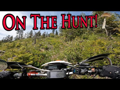 Honda XR650L Mushroom Hunt & Steep Hill