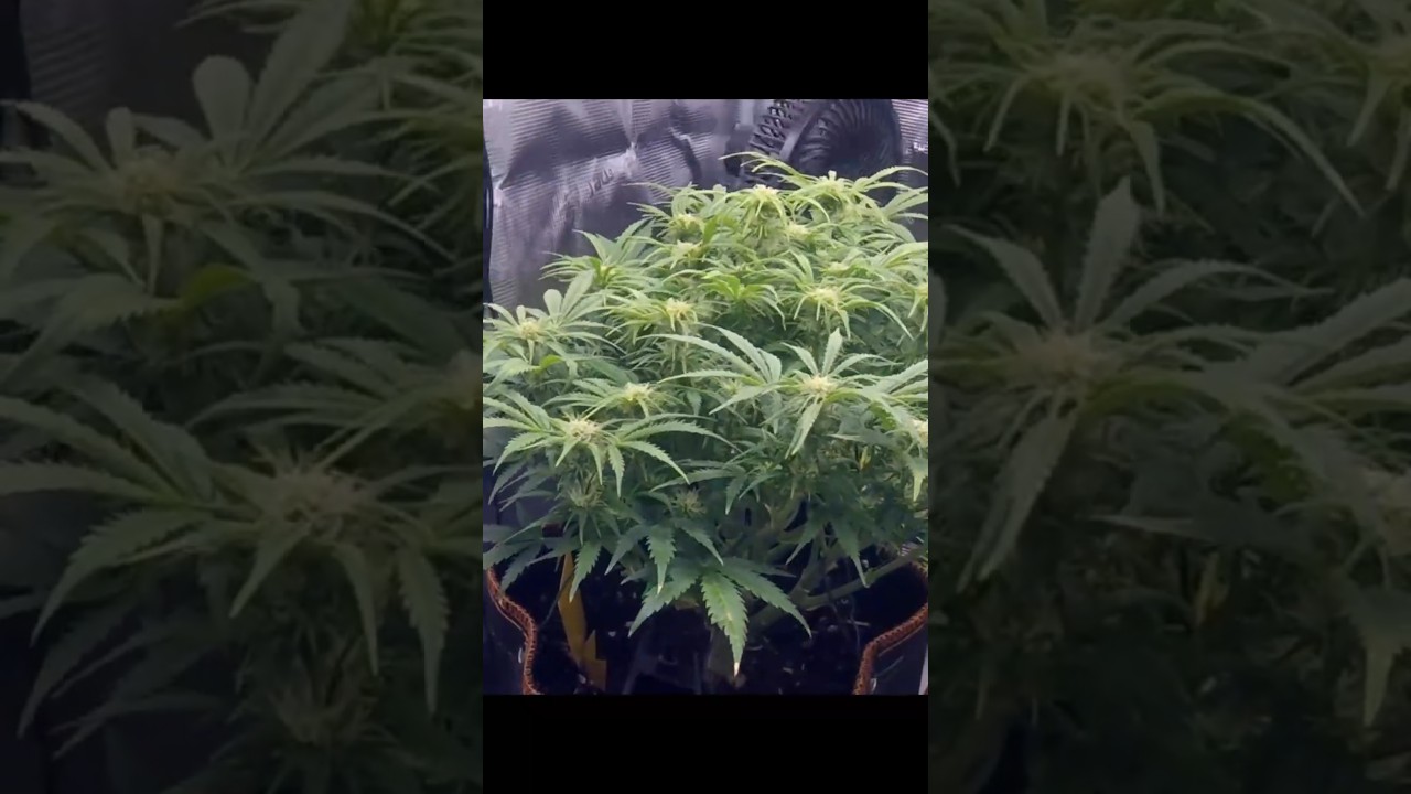 Day 54-60 Orange Sherbet Auto #2 Timelapse 
