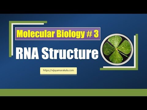 RNA structure, types and functions:  biochemistry