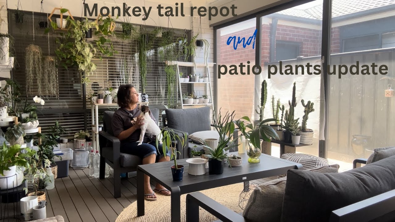 Monkey tail and patio update