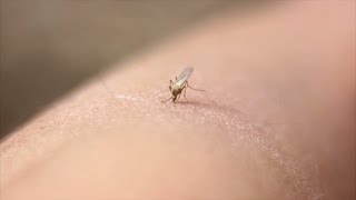 Zika Damages Male Fertility in Mice, What About Men?