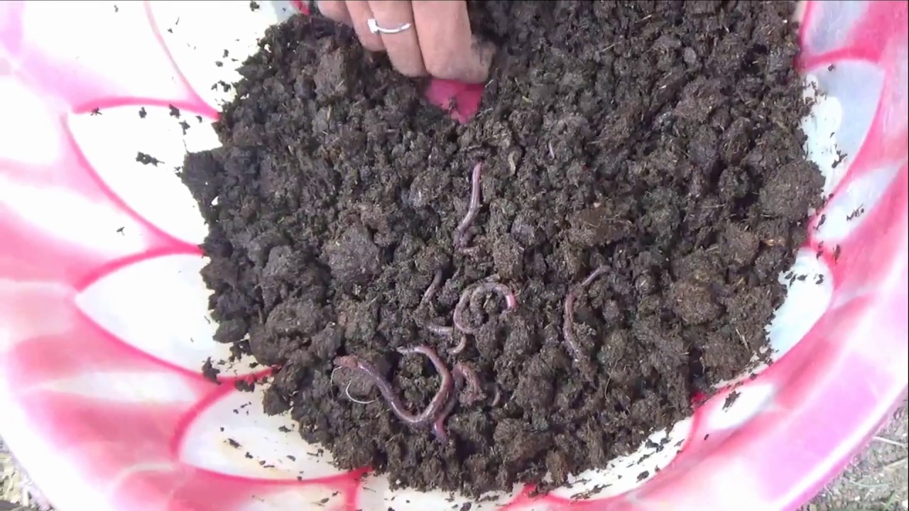 vermiculture YouTube
