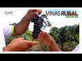 MINAS RURAL - 1249 - 14/11/2020