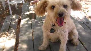ADOPTED - Rescued poodle Amy looking for a home in Northern CA