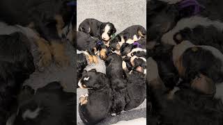 I can’t pick my favorite!  Can you?? #bernedoodle #puppylove