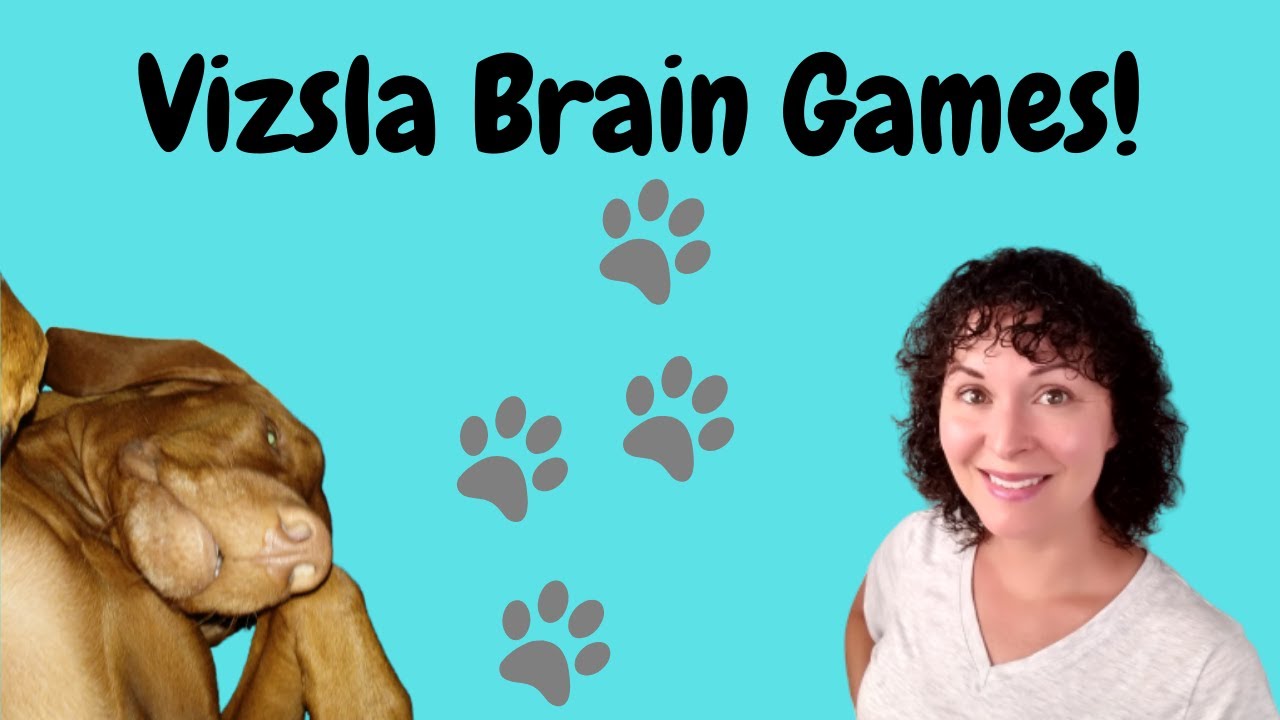 Vizsla Brain Games! YouTube