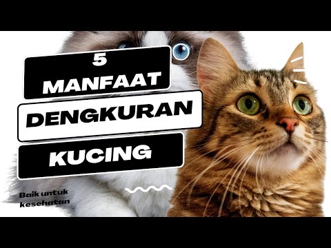 Video: Apakah dengkuran kucing memiliki kemampuan penyembuhan?