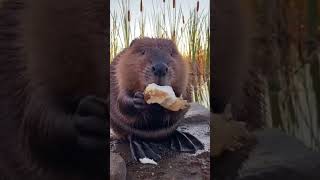 Hungry Beaver eats Czech Raw Horseradish Root