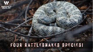 FOUR Rattlesnake Species with Berk from @CatchItbrothers