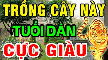 Tuổi Dần Trồng Được Cây Phong Thủy Này Sẽ HÚT TIỀN VỀ Ầm Ầm, Giàu Sang Cả Đời