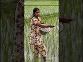 விவசாயம்#agriculture#villagelife #viral#shortsfeed#love agriculture#