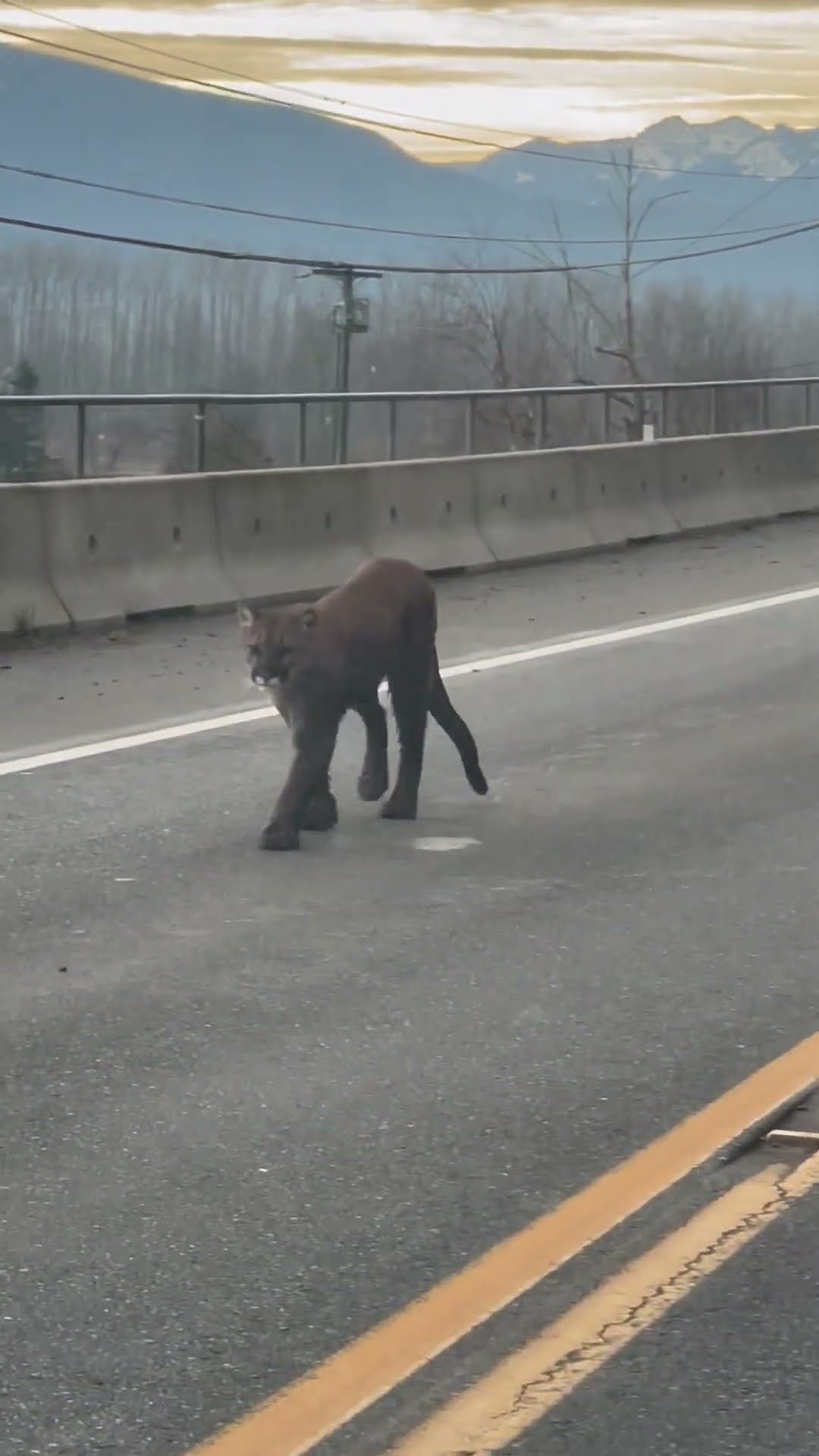 Driver Spots Cougar on Mountain Road || ViralHog