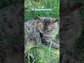 Я беременна #котики #котикисмешные #юмор #смешнойкот #смешныекоты #кот #котик #котвидео #топ #тренды