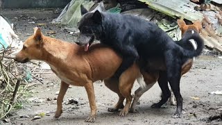 Dog Mating Dog Videos Dog Fighting Animal Videos Jj U