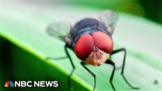 Flesheating Bug Threatens Cattle Herds