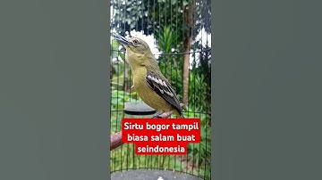 Burung sirtu gacor  nada biada tapi luar biasa