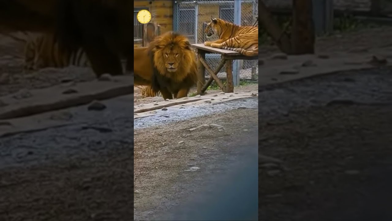 Huge Barbary Lion Shorts Hugelion