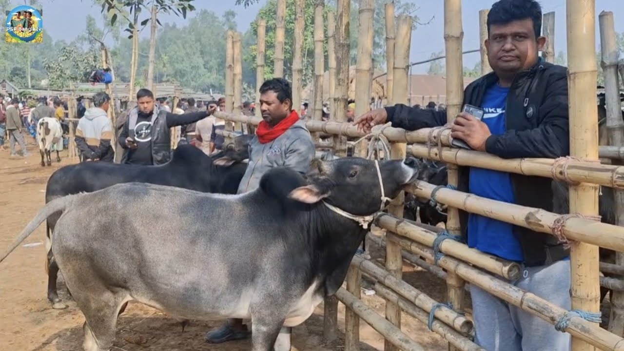 @ 15/1/2026|| মাংসের (ওজন সহ) ষাঁড় গরুর দাম দিনাজপুরের আমবাড়ী হাটে||