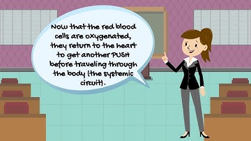 Quick Introduction to the Cardiovascular System; the pulmonary circuit and the systemic circuit.