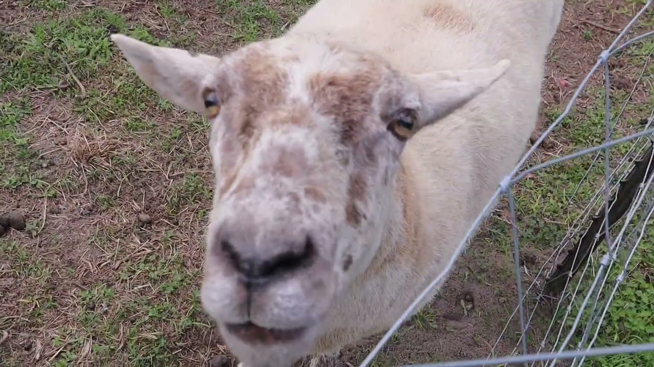 Yes We are Still Here