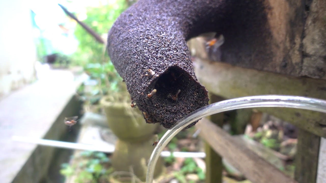 Slow motion of Meliponines in action capture using Sony RX100 Mark V.