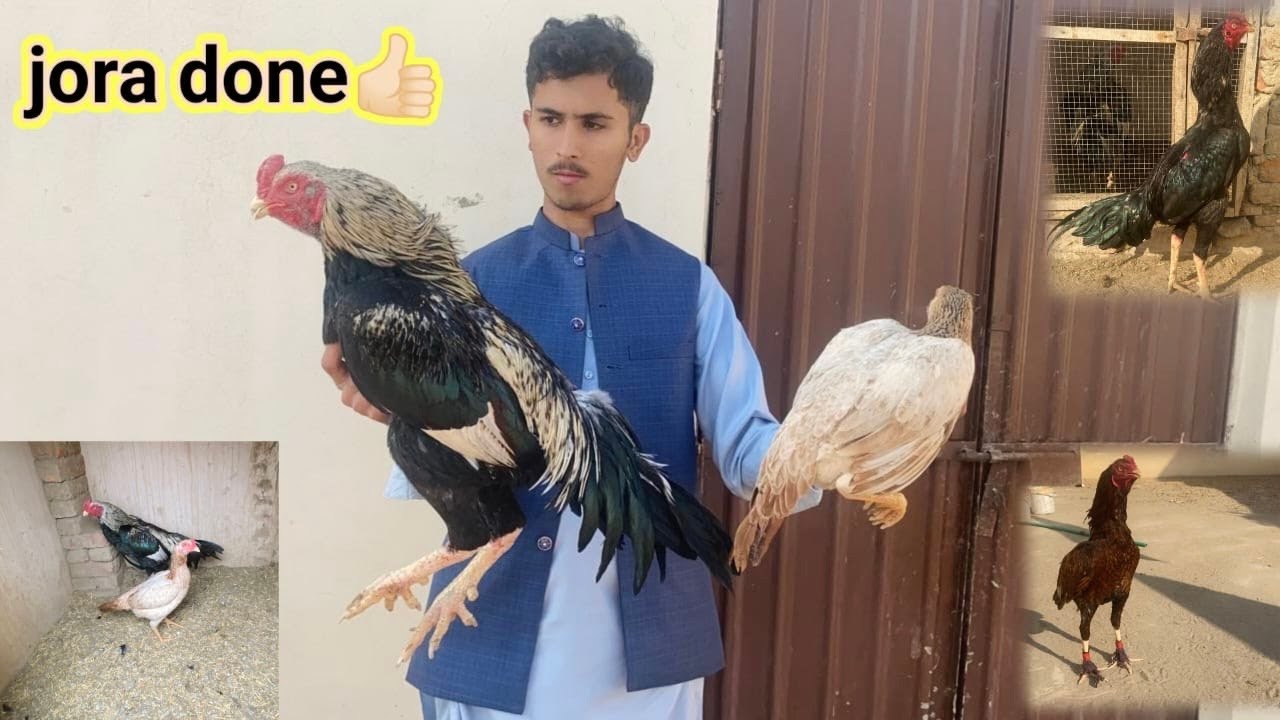 Sultan ka jora laga diya // cheaty ki wife sultan to dy de // salo pet house