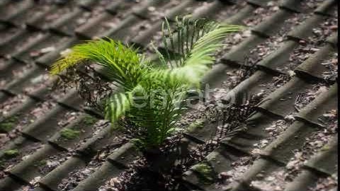 Moss and Fern on Old Roof | Motion Graphics - Envato elements
