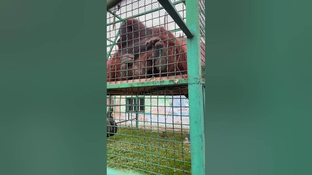 Резиденція святого миколая меденичі