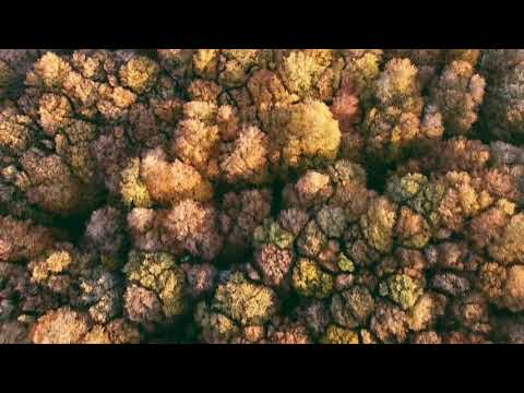 საბადურის ტყე