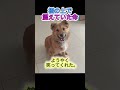 保護犬から愛されわんこへ。その「瞳」が物語る1年の奇跡。