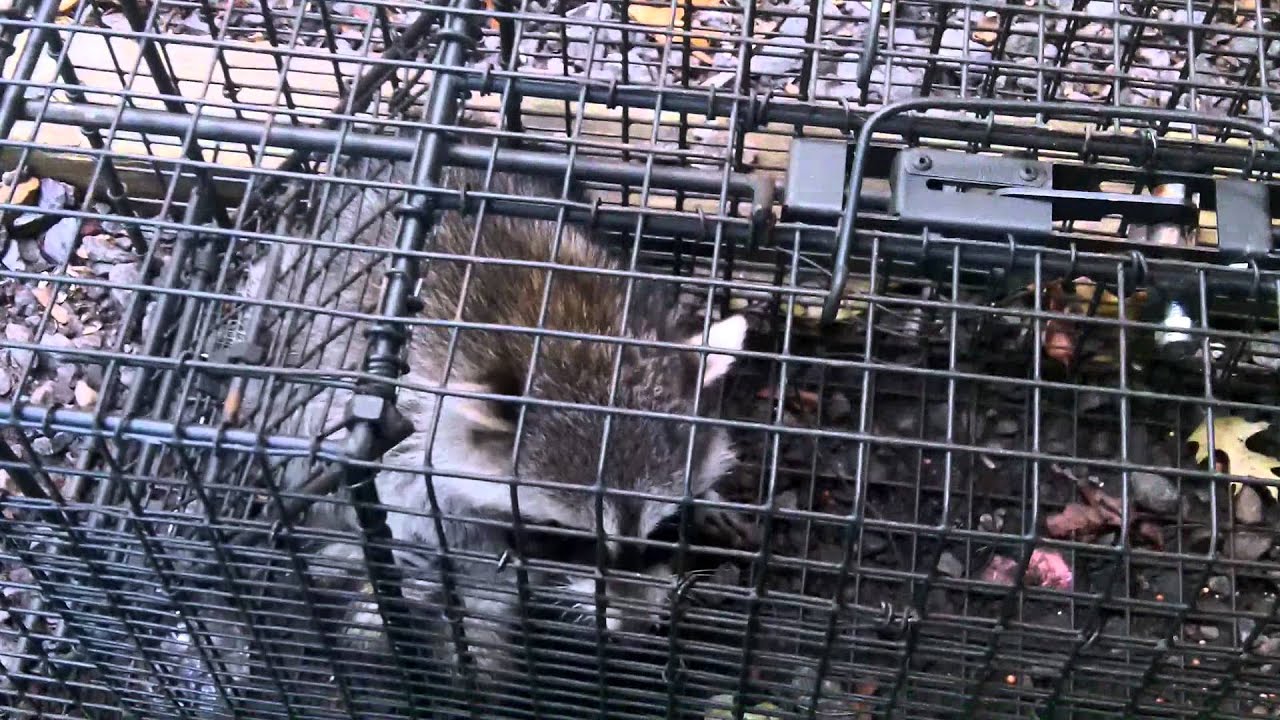 removal of fallopian tube Raccoon trapping job in Alpharetta, GA - Whole family was captured.