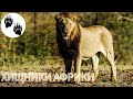 Хищники Африки 1 серия. Документальный фильм о животных