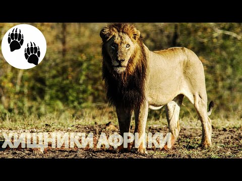Хищники Африки 1 Серия. Документальный Фильм О Животных