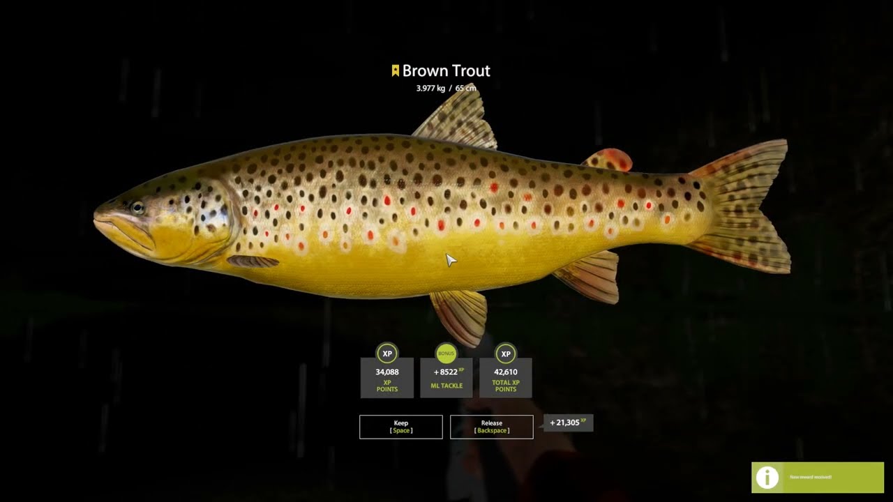 Russian Fishing 4 2003 09 13 belaya river brown trout {Trophy}