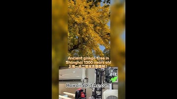 Ancient ginkgo tree in Shanghai 1200 years old 上海1200年古銀杏樹（HawaiiSplitAc.com)