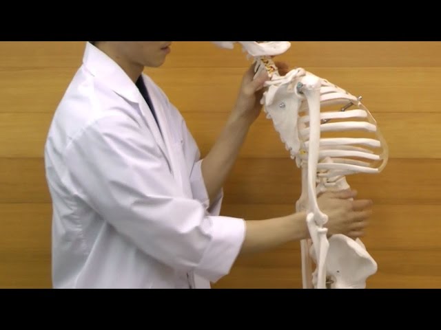 脊柱可動型の全身骨格模型です│A15 - YouTube