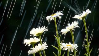 Halil Sezai Ömür Gedik Düet (Incir Reçeli Güzeldir) Papatya_Dddd