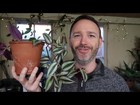 Tradescantia Zebrina ~