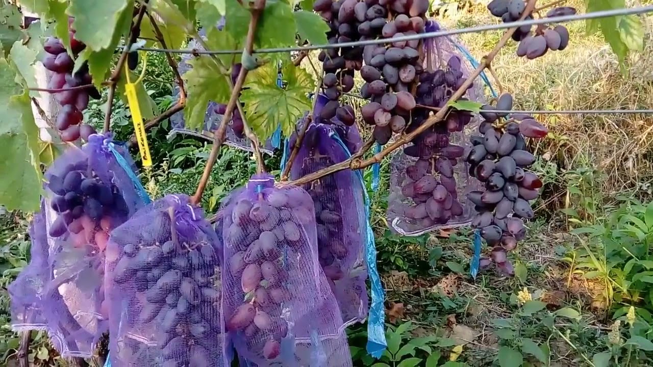 Soiuri noi, medii-tarzii , de vita de vie pentru struguri de masa din Gradina Ursilor (2019)