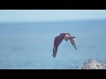 Birds Take Flight - video reference for animators