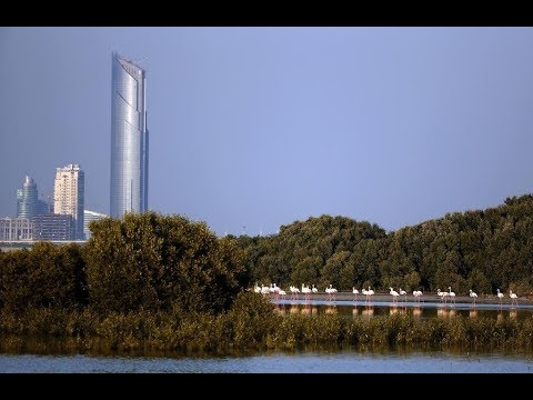 Dubai, Ras Al Khor Wildlife Sanctuary(Flamingo’s)