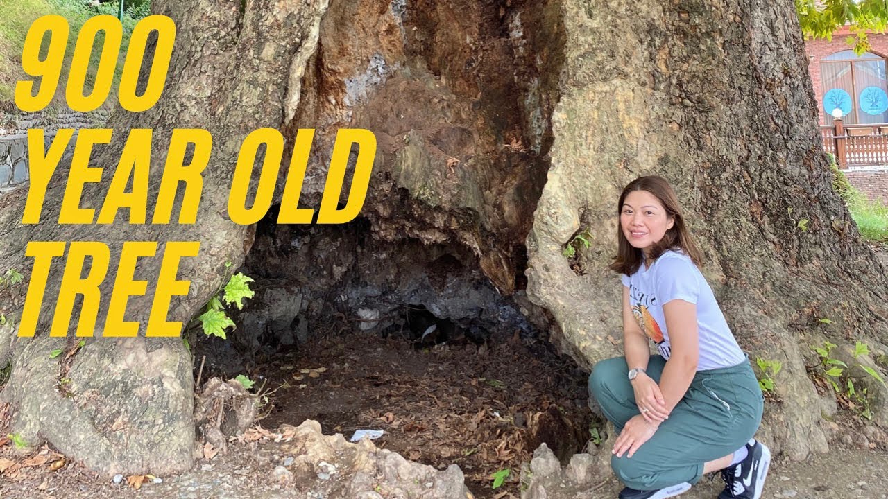 Giant 900-Year Old Tree | Out and About