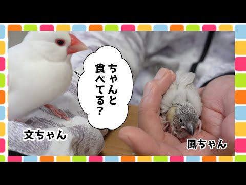 ちゃんとご飯食べてる？雛が気になる先輩文鳥　Java sparrow